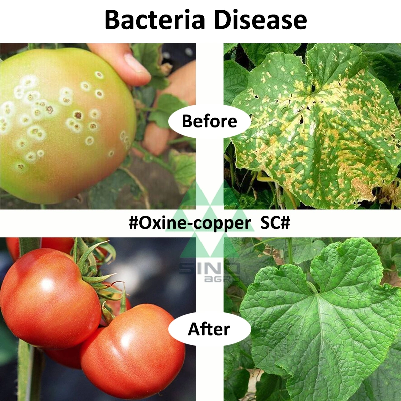 Oxine-Copper 95% Tc Fungicide Bactericide Pesticide &amp; Disinfectant