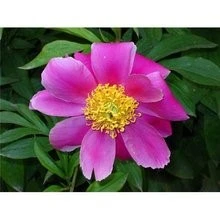 Plant Extract Paeonia Albifolra Pall Extract Axtive Ingredients Peaoniflorin Immunoregulation