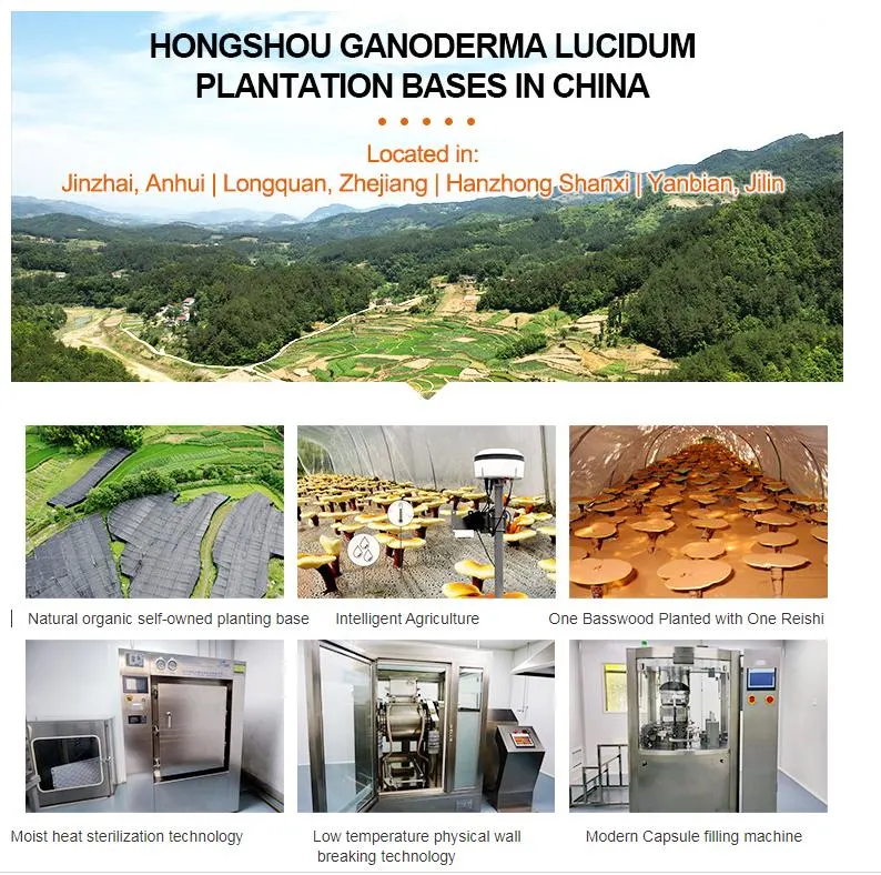 Broken Reishi Mushroom Ganoderma Lucidum Extract Spore Powder Capsules Herbal Supplement