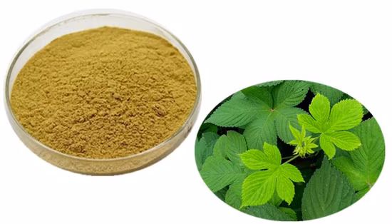 Lowering Blood Pressure and Blood Fat Gynostemma Extract Powder